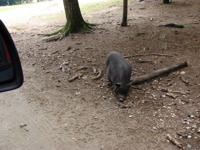 DSC00141